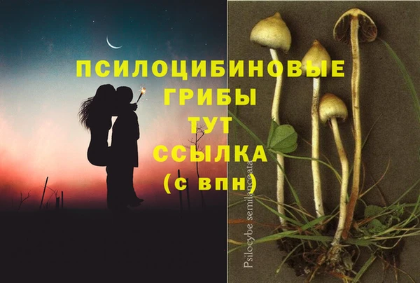стаф Новокубанск