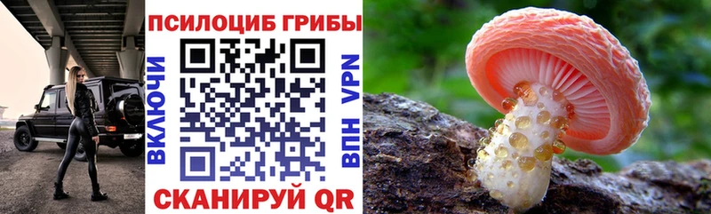 Купить  Магас  Псилоцибиновые грибы мицелий 
